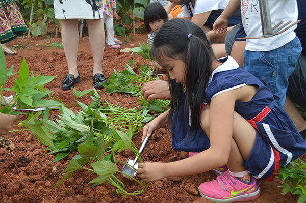 太阳能路灯，太阳能路灯厂家，太阳能路灯价格